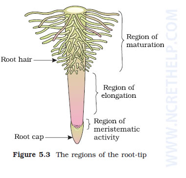 Regions of the root